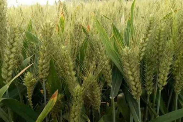 川麦618小麦种子特征特性，高抗条锈病