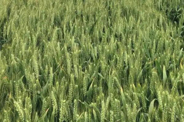 中科麦1816小麦品种简介，中抗条锈病