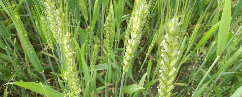 川麦618小麦种子特征特性，高抗条锈病