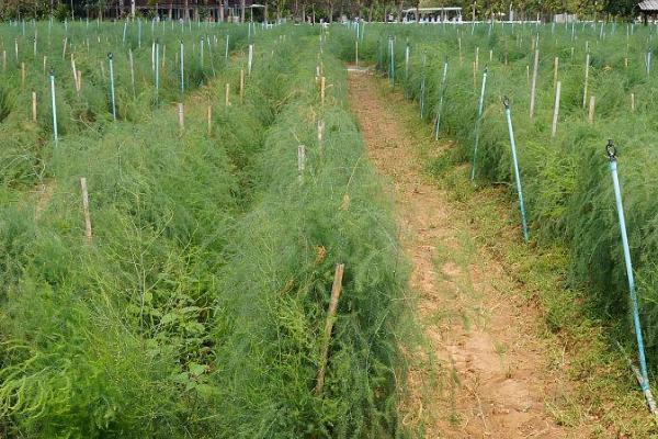 芦笋春季种植技巧，常用的种植方法为播种育苗