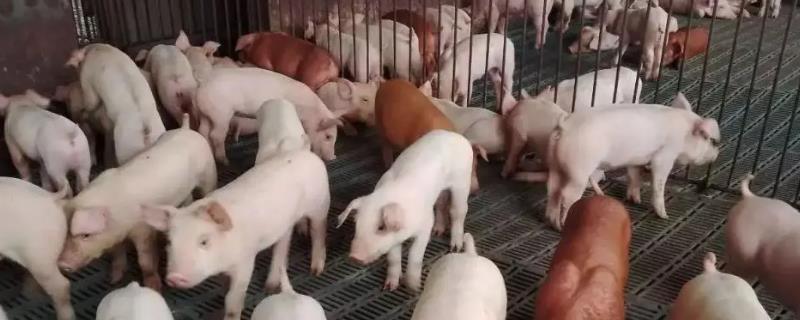 怎么避免猪咬架，需控制养殖密度