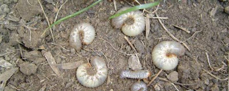 农作物播种、出苗期如何防治地下害虫，可实行轮作倒茬