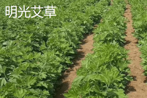 安徽省明光市的特产，明光梅鱼一直列为席上佳肴