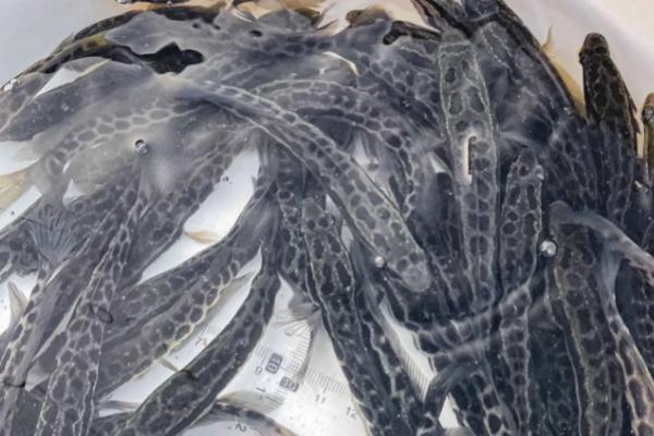 生鱼养殖技术，放养前半个月用生石灰彻底清塘消毒