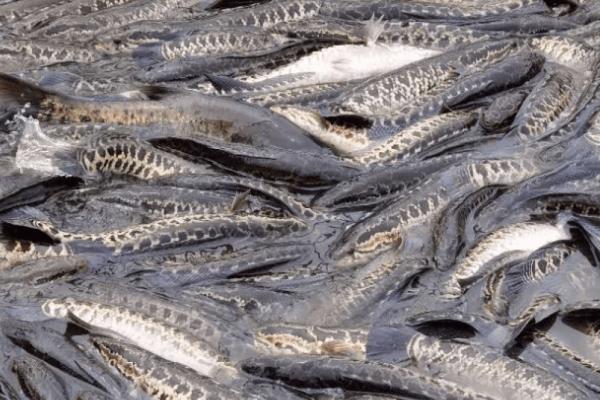 生鱼养殖技术，放养前半个月用生石灰彻底清塘消毒