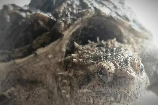 佛鳄龟头刺会越来越多吗，正常情况下并不会越来越多