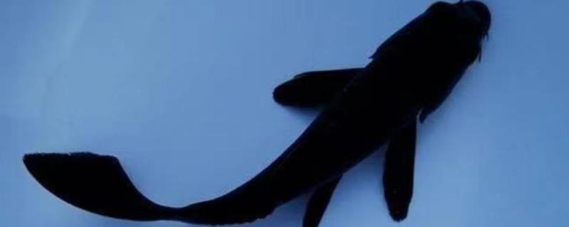 黑锦鲤相关介绍，也叫乌鲤，特点为全身漆黑