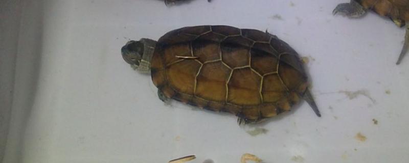 新买的草龟1个月没开食是否正常，属于不正常情况、适当增温有利于开口
