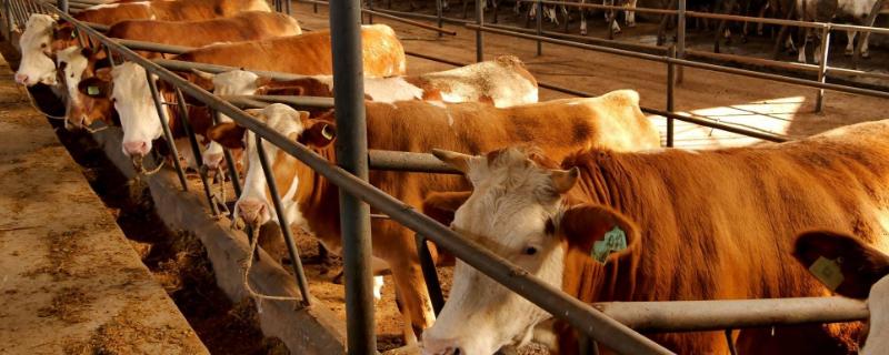 养牛最大的难处是什么，养殖技术、防疫问题都是难点