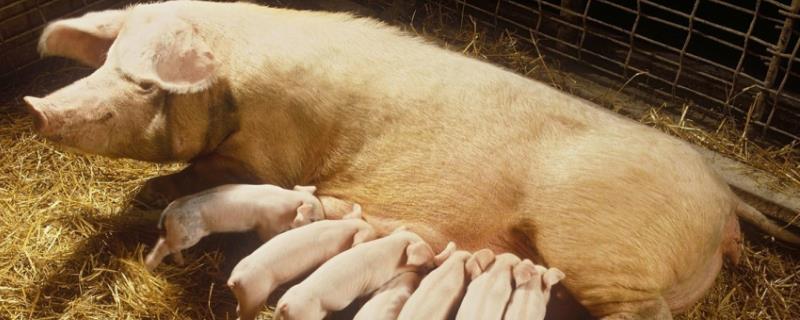 怎么养母猪才能高产，尽可能选择一些纯种的品种