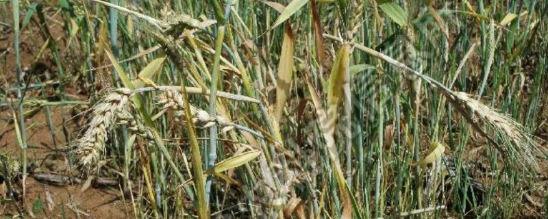 小麦全蚀病的症状和防治方法，分蘖期发病会导致茎部变黑