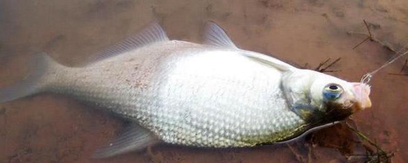 野钓鳊鱼的技巧，首选钓点为有沉底植物的敞水区