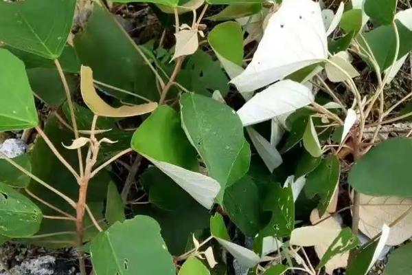 什么是白背叶，属于大戟科、野桐属植物