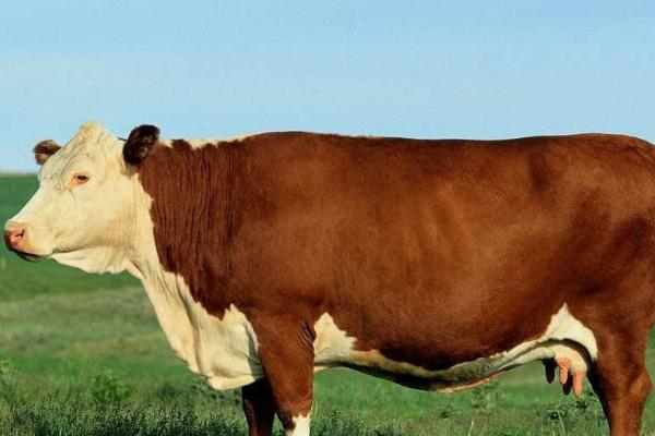 一头牛的体重，通常为500-2400斤左右
