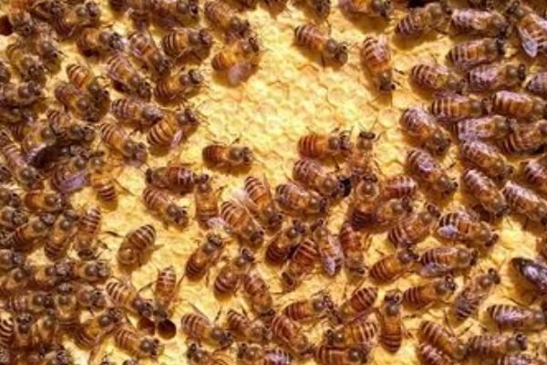 蜜蜂的发育周期，工蜂从受精卵到羽化成蜂需要20天左右