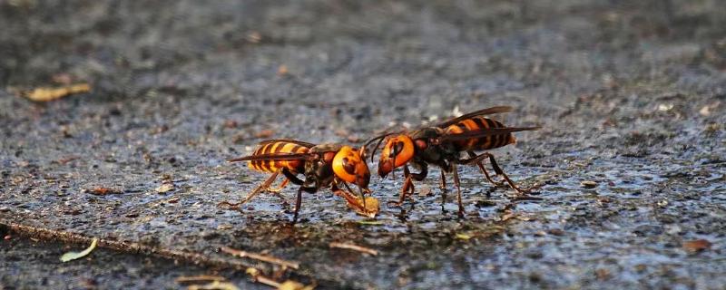 杀人蜂是什么蜂，实际上是多种剧毒蜂类的俗称