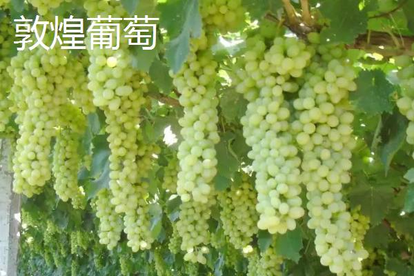 甘肃省天水市有哪些特产水果，包括秦安蜜桃、秦安苹果、麦积核桃等种类