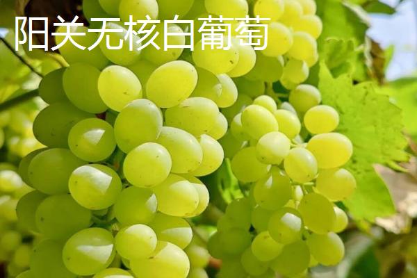 甘肃省天水市有哪些特产水果，包括秦安蜜桃、秦安苹果、麦积核桃等种类