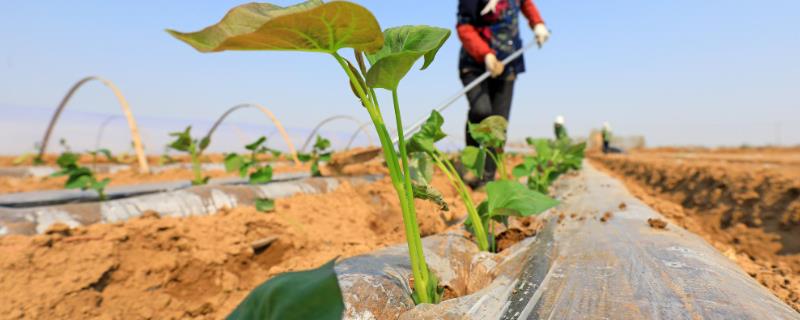 种植红薯怎样铺地膜，可选择覆膜或覆膜后栽插