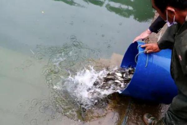趴地虎鱼的养殖方法，放苗前要消毒肥水