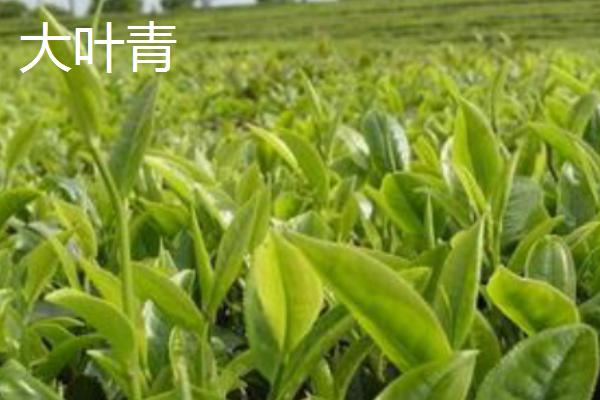 黄茶的品种，主要分布在湖北、湖南、安徽等地