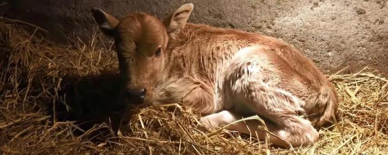新生牛犊体温低怎么办，保温对其存活非常重要