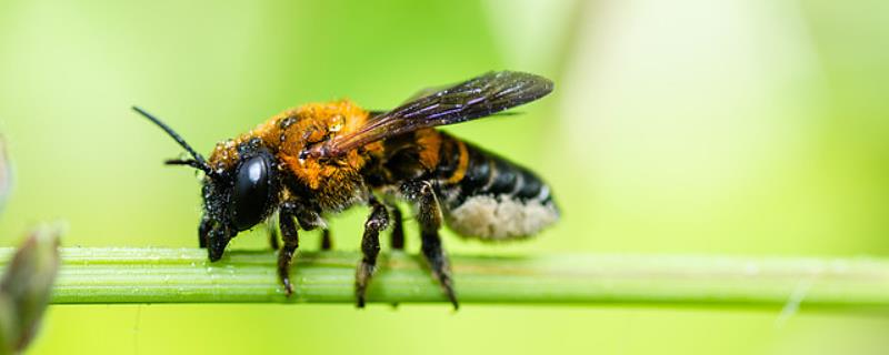 樵叶蜂有什么特点，体色多为黑色，独居