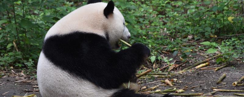 熊猫吃的竹子是哪个品种，人工饲养的熊猫常吃刺竹、冷箭竹、巴山木竹等品种