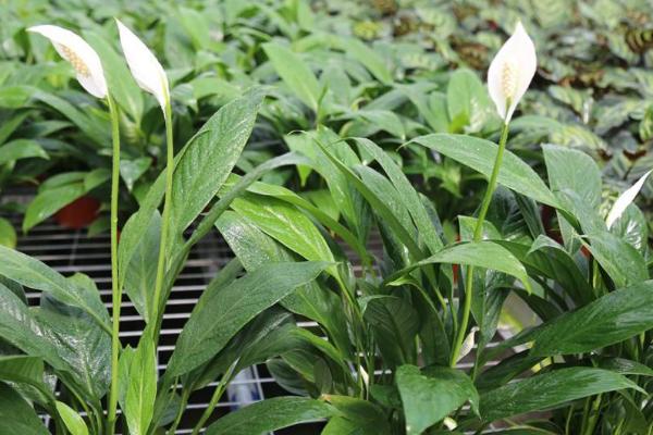 白掌怎么分株，5-6月份进行为佳