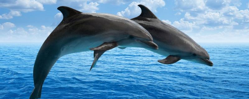 海豚生殖发育的特点，属于水生哺乳动物