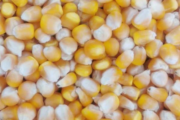 选购玉米种的方法，可以购买通过审定、抗病或耐病、适应性广的种子