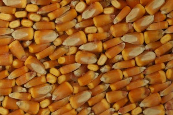 选购玉米种的方法，可以购买通过审定、抗病或耐病、适应性广的种子