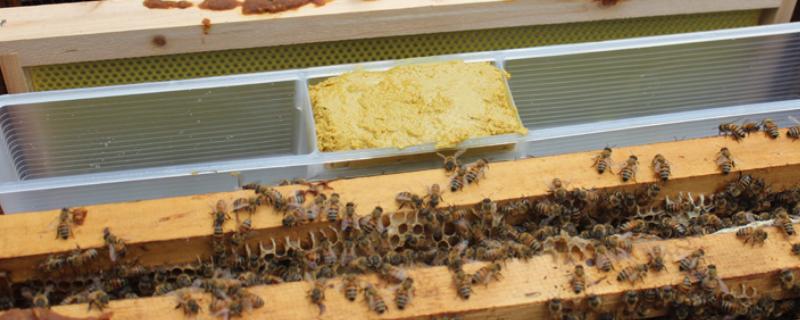 蜜蜂饲喂器的价格，价格因种类和规格等不同而不同