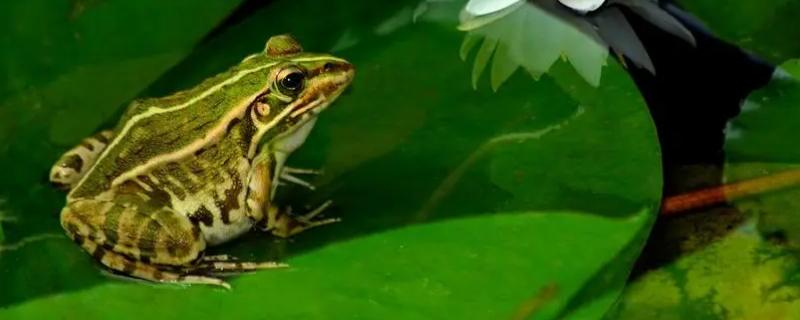 青蛙的脚有几个指头，有十八个指头