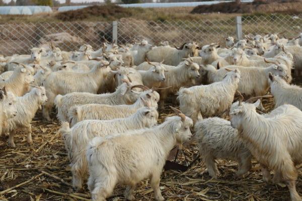 养羊注意事项，放牧饲养和舍饲的注意事项不同
