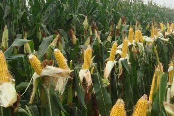 辉玉805玉米种简介，中抗大斑病