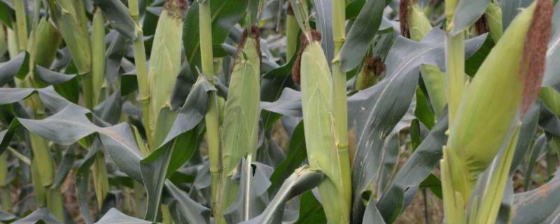 德育丰8899号玉米种子特点，适宜播期4月下旬至5月上旬