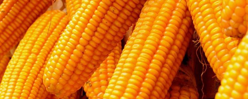 恒玉136玉米品种简介，适宜播期4月下旬至5月上旬