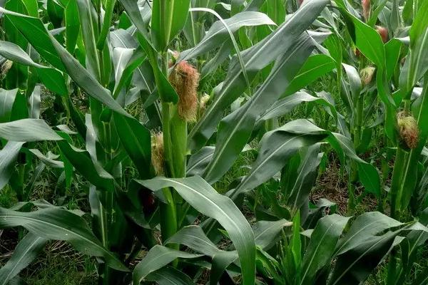 金农308玉米种子特征特性，大喇叭口期注意防治玉米螟