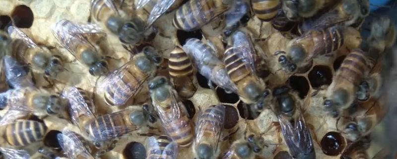 蜂王在蜂群里面的作用，主要作用是产卵繁殖