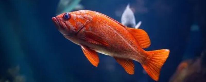红鱼变黑的原因，主要是由于水中出现细菌引起的
