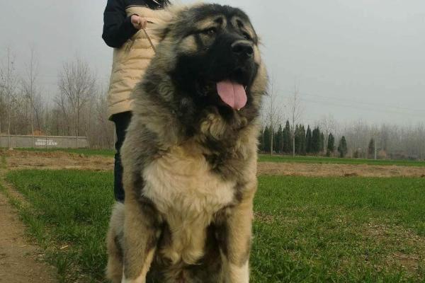 高加索犬智力排第几名，没有明确的排名但它智商不低