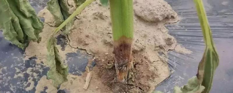 向日葵茎秆为什么会腐烂，由菌核病菌侵染致病
