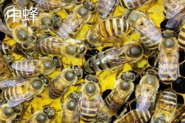 西蜂和中蜂的区别，科属、外观、蜂种等均不同