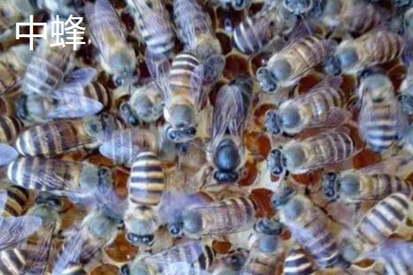 西蜂和中蜂的区别，科属、外观、蜂种等均不同