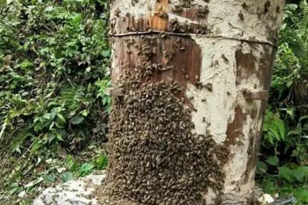 诱蜂最快方法，在诱蜂工具内壁涂抹蜂蜡可吸引蜜蜂