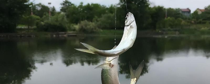 怎么钓白条鱼，可用3.6米以上矶竿或海竿