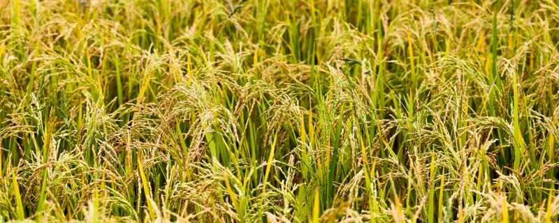 寒露风对水稻的影响，容易引发空壳、瘪粒等情况