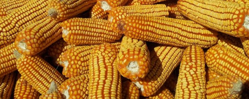恒科22玉米品种简介，适宜播期4月下旬至5月上旬