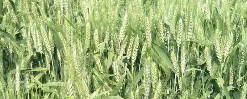临黑187小麦种子特点，适宜播期10月上中旬